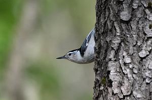 151 Nuthatch, White-breasted, 2023-05070023 Ipswitch river Wildlife Sanctuary,  MA